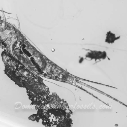 V1916 Silverfish Thysanura 2