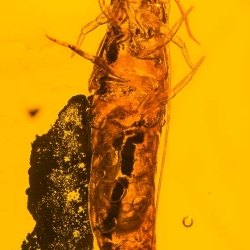 V1916 Silverfish Thysanura 7