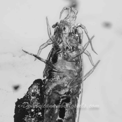 V1916 Silverfish Thysanura 8