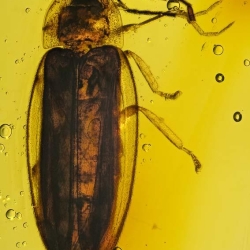 V1919 Coleoptera Lampyridae 11