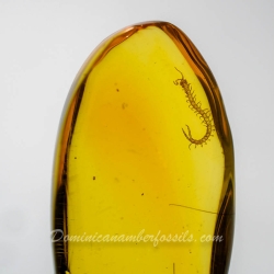 V1921 Museum Quality Centipede Fossil Chilopoda Geophilomorpha Inclusion On Dominican Amber 10