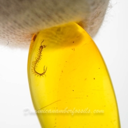 V1921 Museum Quality Centipede Fossil Chilopoda Geophilomorpha Inclusion On Dominican Amber 11