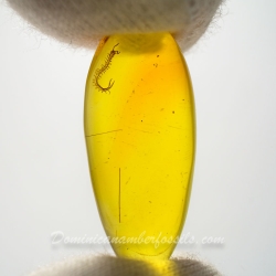 V1921 Museum Quality Centipede Fossil Chilopoda Geophilomorpha Inclusion On Dominican Amber 12
