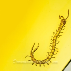 V1921 Museum Quality Centipede Fossil Chilopoda Geophilomorpha Inclusion On Dominican Amber 2