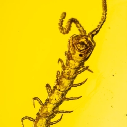 V1921 Museum Quality Centipede Fossil Chilopoda Geophilomorpha Inclusion On Dominican Amber 3