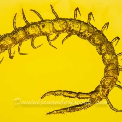 V1921 Museum Quality Centipede Fossil Chilopoda Geophilomorpha Inclusion On Dominican Amber 4