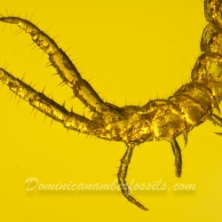 V1921 Museum Quality Centipede Fossil Chilopoda Geophilomorpha Inclusion On Dominican Amber 5