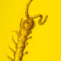 V1921 Museum Quality Centipede Fossil Chilopoda Geophilomorpha Inclusion On Dominican Amber 6