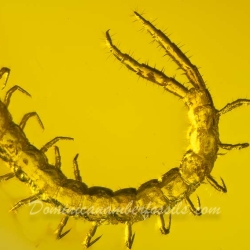 V1921 Museum Quality Centipede Fossil Chilopoda Geophilomorpha Inclusion On Dominican Amber 7
