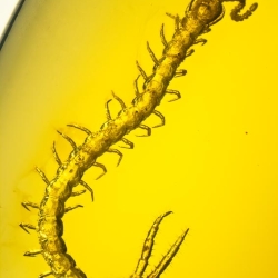 V1921 Museum Quality Centipede Fossil Chilopoda Geophilomorpha Inclusion On Dominican Amber 8