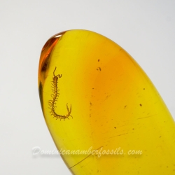V1921 Museum Quality Centipede Fossil Chilopoda Geophilomorpha Inclusion On Dominican Amber 9
