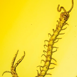 V1921 Museum Quality Centipede Fossil Chilopoda Geophilomorpha Inclusion On Dominican Amber