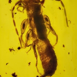 V1929 Dermaptera Larva 7