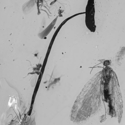 V1937 Stamen Trichoptera 2