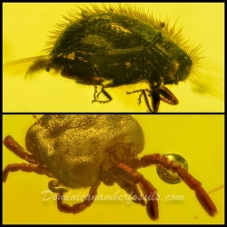 V1943 Acarina Trombidiidae Velvet Mite And Coleoptera Byrrhidae Fossil Inclusion In Dominican Amber 12