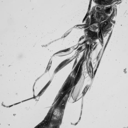 V1952 Hymenoptera Sphecidae 4