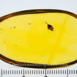 V1961 Nymph Of Stink Bug Hemiptera Pentatomidae Fossil Inclusion In Dominican Amber 11