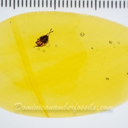 V1961 Nymph Of Stink Bug Hemiptera Pentatomidae Fossil Inclusion In Dominican Amber 12