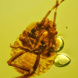 V1961 Nymph Of Stink Bug Hemiptera Pentatomidae Fossil Inclusion In Dominican Amber 2