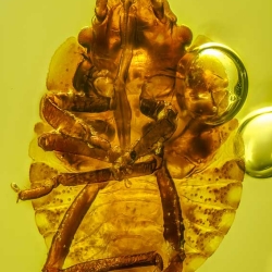 V1961 Nymph Of Stink Bug Hemiptera Pentatomidae Fossil Inclusion In Dominican Amber 4