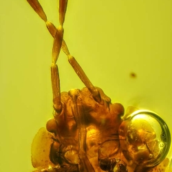 V1961 Nymph Of Stink Bug Hemiptera Pentatomidae Fossil Inclusion In Dominican Amber 5