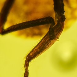 V1961 Nymph Of Stink Bug Hemiptera Pentatomidae Fossil Inclusion In Dominican Amber