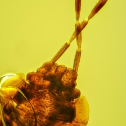 V1961 Nymph Of Stink Bug Hemiptera Pentatomidae Fossil Inclusion In Dominican Amber 6