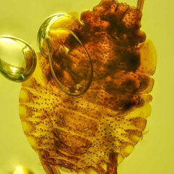 V1961 Nymph Of Stink Bug Hemiptera Pentatomidae Fossil Inclusion In Dominican Amber 7