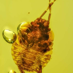 V1961 Nymph Of Stink Bug Hemiptera Pentatomidae Fossil Inclusion In Dominican Amber 8