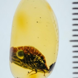 V1982 Termitaphididae 11