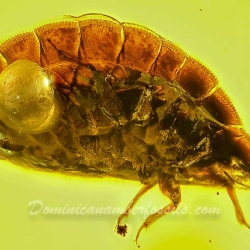 V1982 Termitaphididae 6