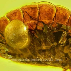 V1982 Termitaphididae 7