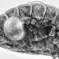 V1982 Termitaphididae 8