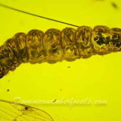 V1987 Larva 2