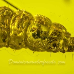 V1987 Larva 3