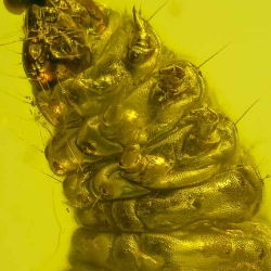 V1987 Larva 5