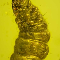 V1987 Larva 6