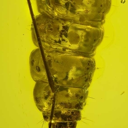 V1987 Larva 7