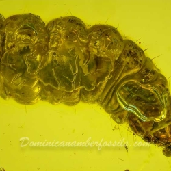 V1987 Larva 8