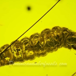 V1987 Larva