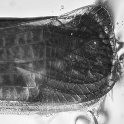 V1995 Planthopper 2