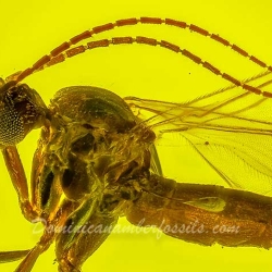 V1996 Diptera 5