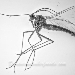 V1996 Diptera 9