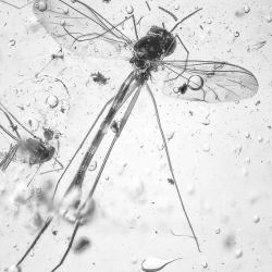 V2004 Long Beaked Fungus Gnat Diptera Sciaroidea Lygistorrhinidae 2