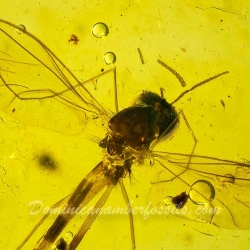 V2004 Long Beaked Fungus Gnat Diptera Sciaroidea Lygistorrhinidae 3