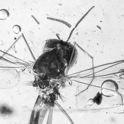 V2004 Long Beaked Fungus Gnat Diptera Sciaroidea Lygistorrhinidae 4