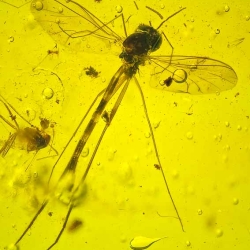 V2004 Long Beaked Fungus Gnat Diptera Sciaroidea Lygistorrhinidae