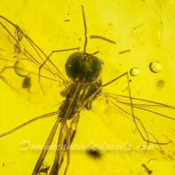 V2004 Long Beaked Fungus Gnat Diptera Sciaroidea Lygistorrhinidae 5