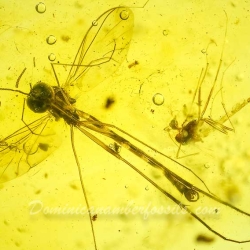 V2004 Long Beaked Fungus Gnat Diptera Sciaroidea Lygistorrhinidae 7