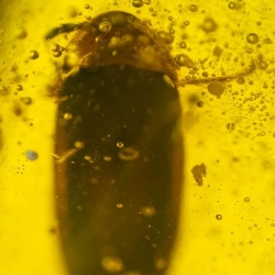 V2006 Coleoptera Lampyridae 12